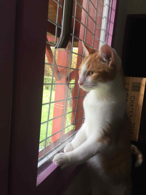 Ginger