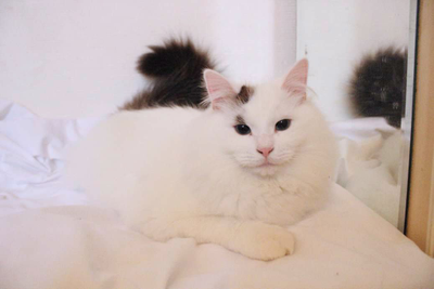 Sôma