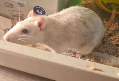 Darwin