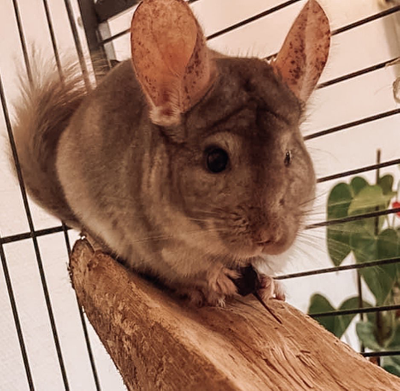 Litchi & pépito