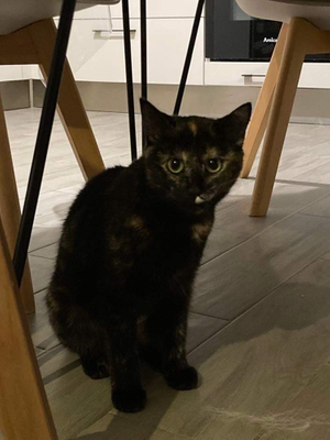 Roxy