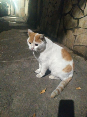 Gulliver