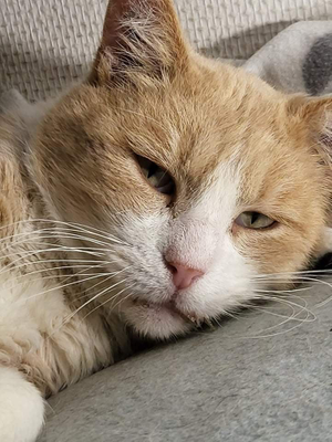 Benji