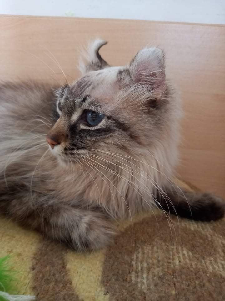 Leia