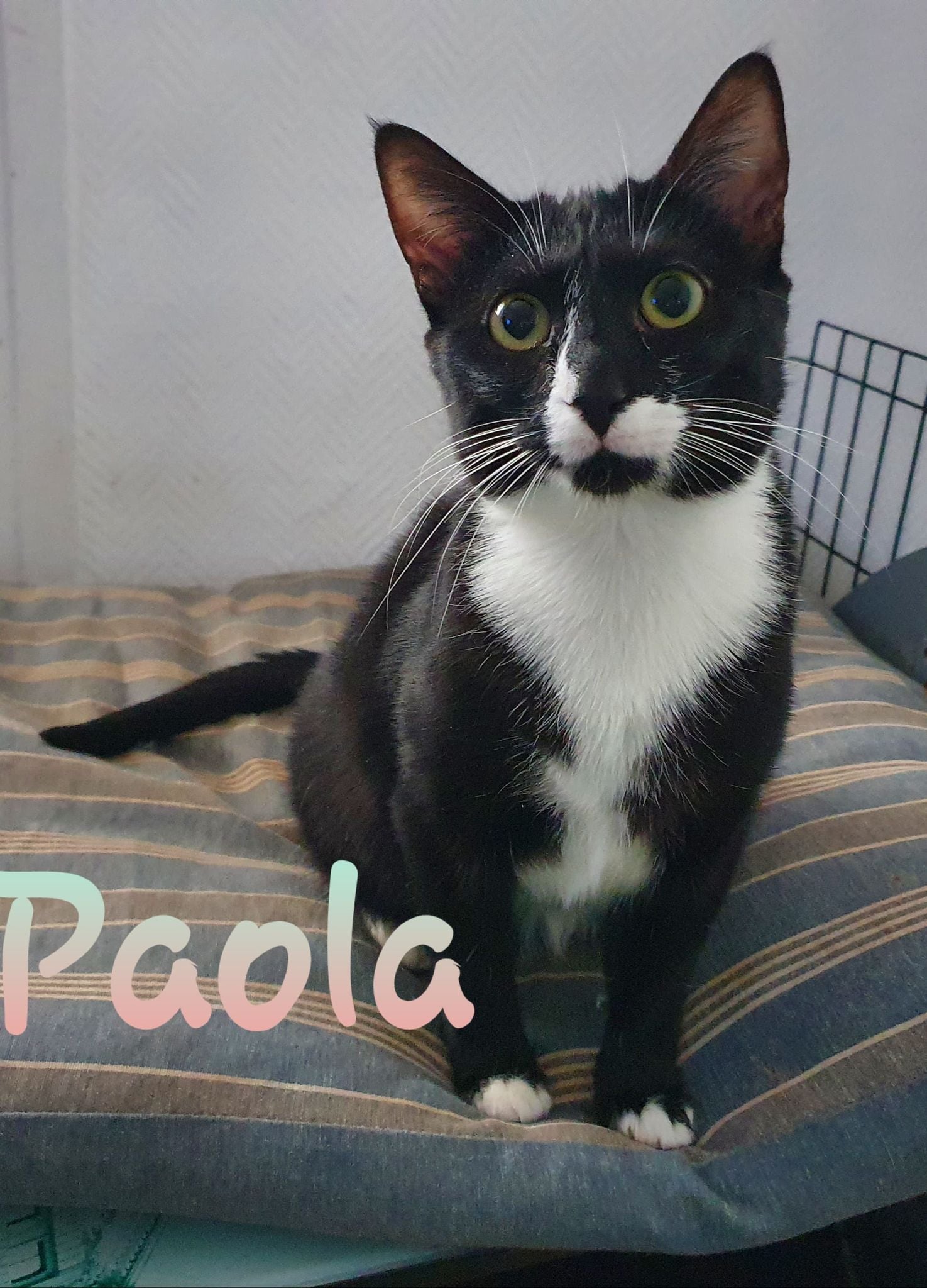 Paola