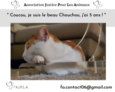 Chouchou