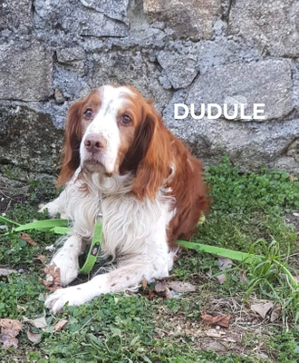 Dudule