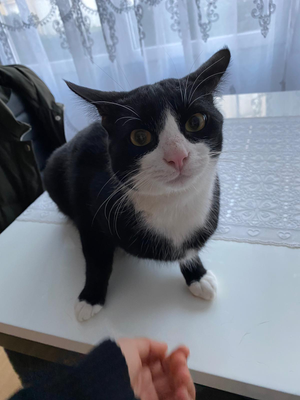 Oscar