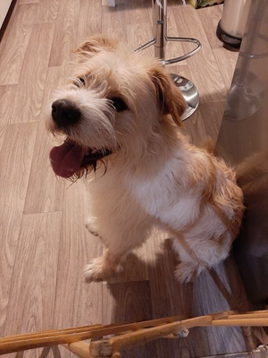 Pepito