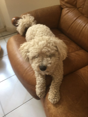 Paddy
