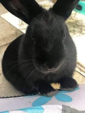 Samba