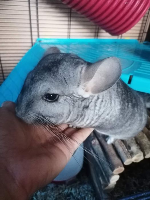Rambo