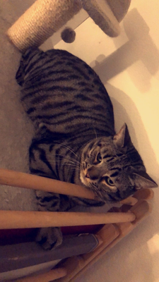Boubou