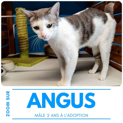 Angus