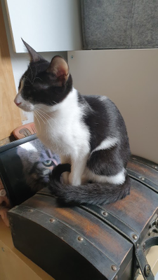 Bibi