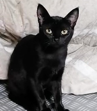 Dora