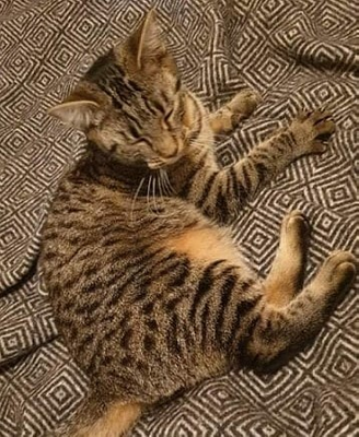Satine