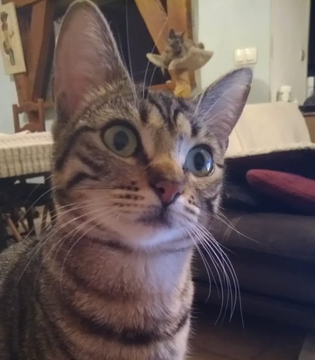 Sissi