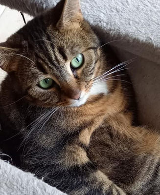 Praline