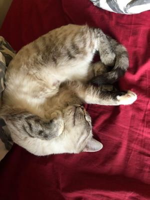 Satine