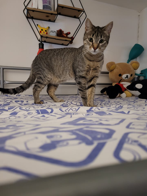 Tchoupette