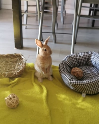 Caramel