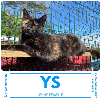 Ys