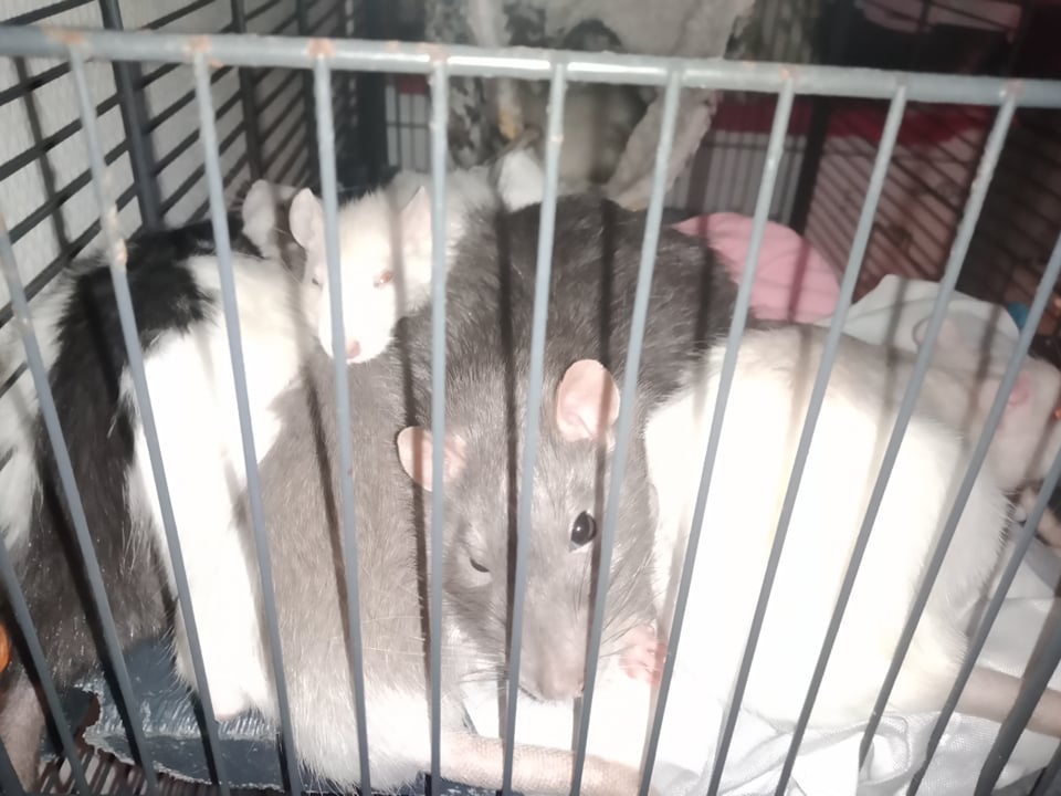 Ratatouille 