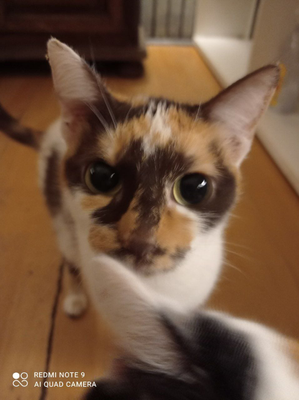 Hera