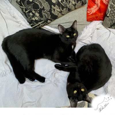 Luna & ruby