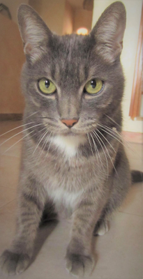 Maya
