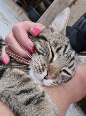 Minou