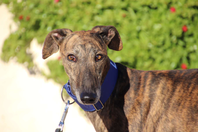 César