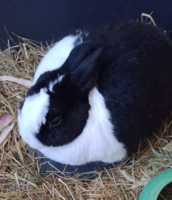 Bunny