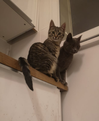 Calliopé et chopin
