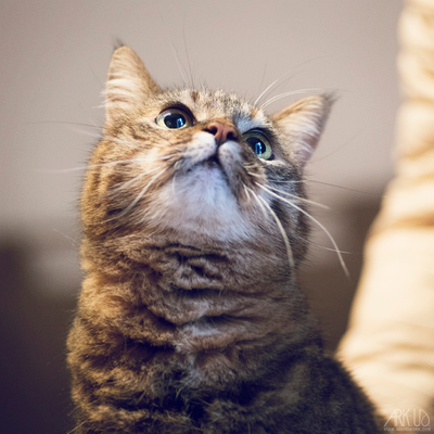 Mimi