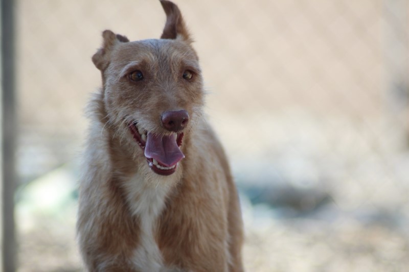 Paqui