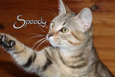 Speedy