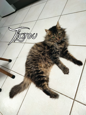 Tigrou