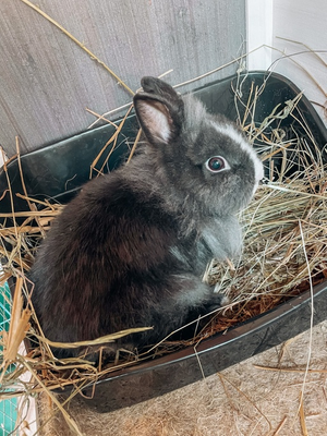 Oreo