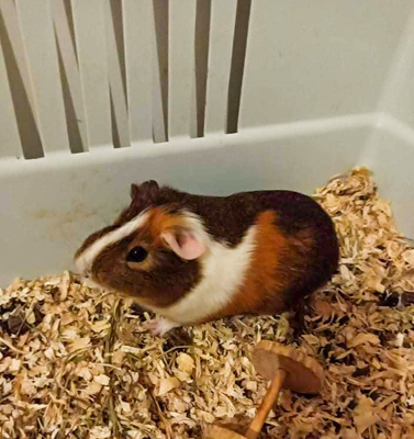 Electra