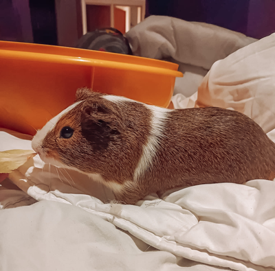 Lila