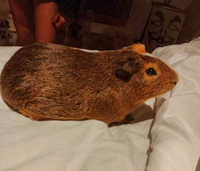 Ratoune