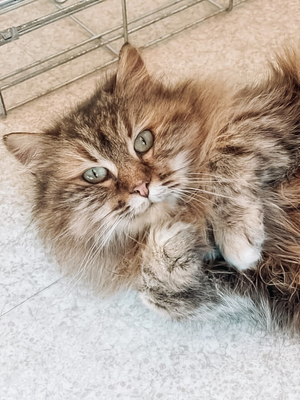 Fiona