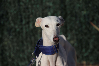 Paloma