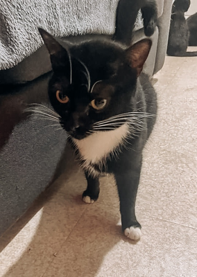 Naya