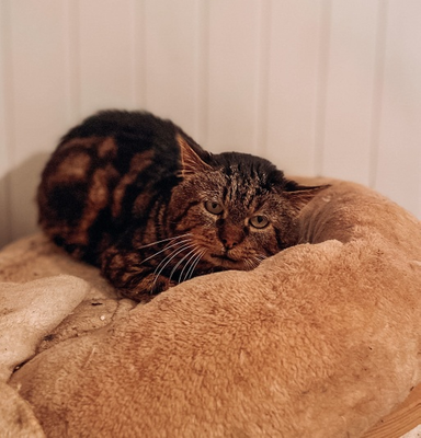 Pumba