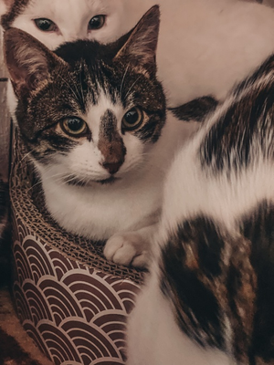 Rajah