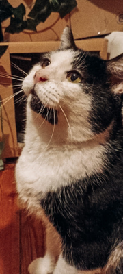 Tigrou
