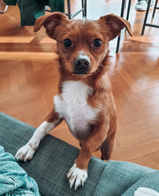 Simba